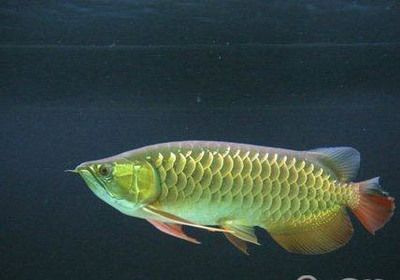 龍魚觀賞魚（飼養(yǎng)龍魚需要注意以下幾點）