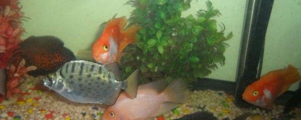 生肖龍養什么魚好養一點，：生肖龍養什么魚好養