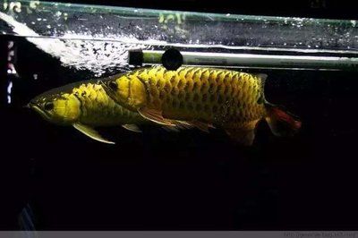 生肖龍養什么魚好養一點，：生肖龍養什么魚好養