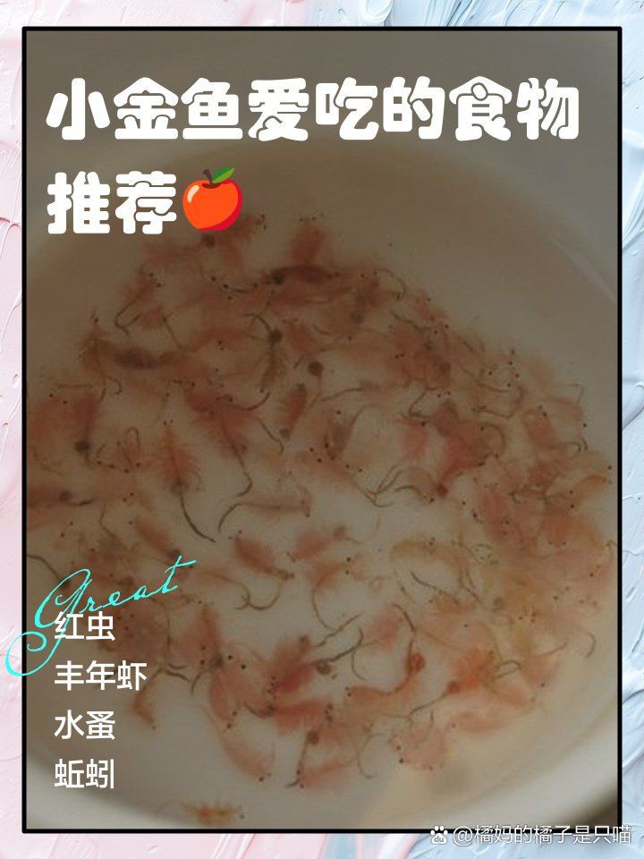 金魚最愛吃的10個水果