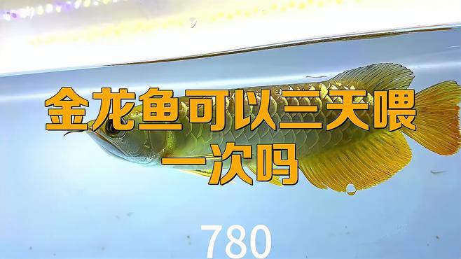 金龍魚多久喂一次食？ 金龍魚多久喂一次食？ 龍魚百科 第3張