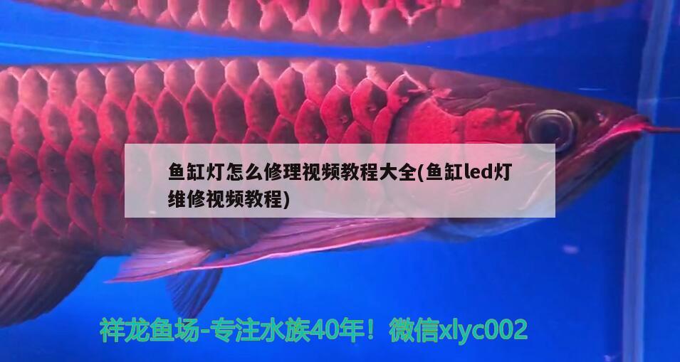 魚缸燈怎么修理視頻教程大全(魚缸led燈維修視頻教程) 魚缸燈怎么修理視頻教程大全(魚缸led燈維修視頻教程) 龍魚百科