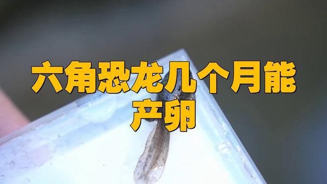 六角恐龍魚什么時候產卵