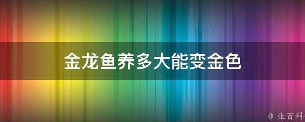 金龍魚變金色過程（金龍魚發(fā)色加速方法,如何改善金龍魚水質）