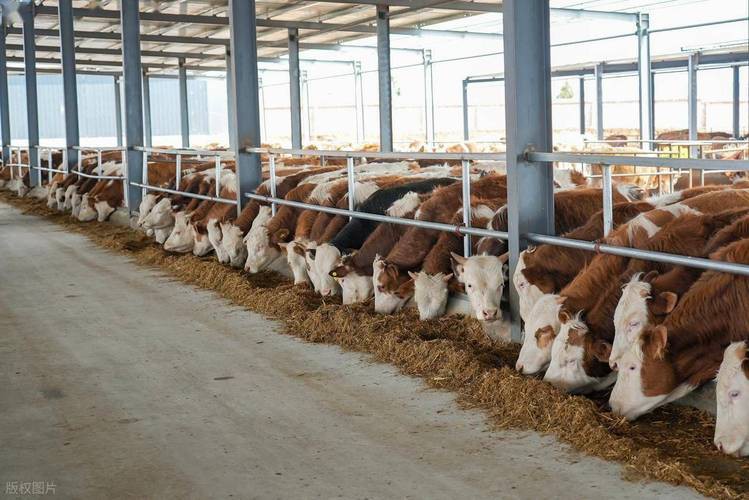 改良雜交血統(tǒng)中哪些品種最受歡迎？