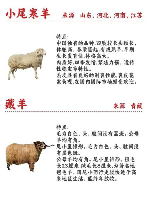 改良雜交血統(tǒng)中哪些品種最受歡迎？