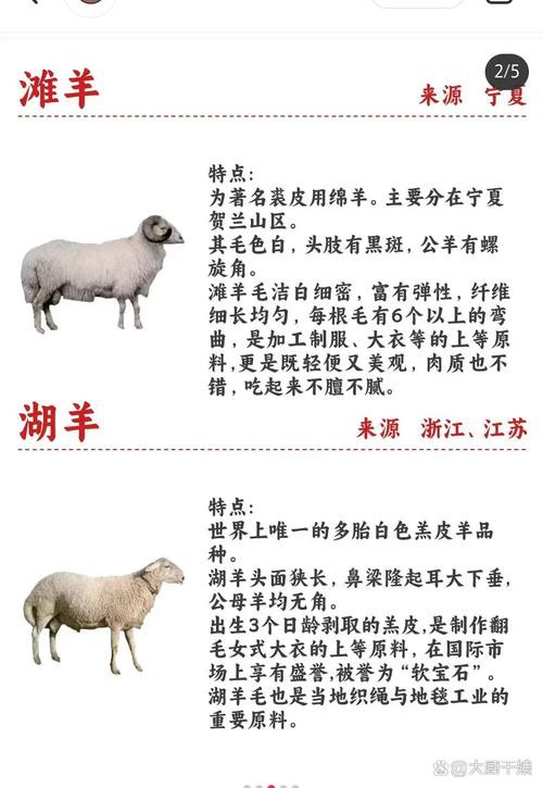 改良雜交血統(tǒng)中哪些品種最受歡迎？