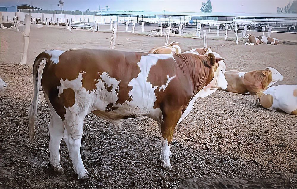 改良雜交血統(tǒng)中哪些品種最受歡迎？