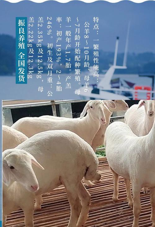 改良雜交血統(tǒng)中哪些品種最受歡迎？