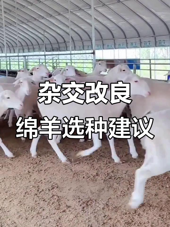 改良雜交血統(tǒng)中哪些品種最受歡迎？