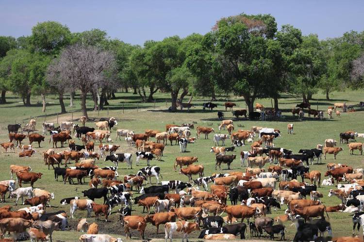 改良雜交血統(tǒng)中哪些品種最受歡迎？