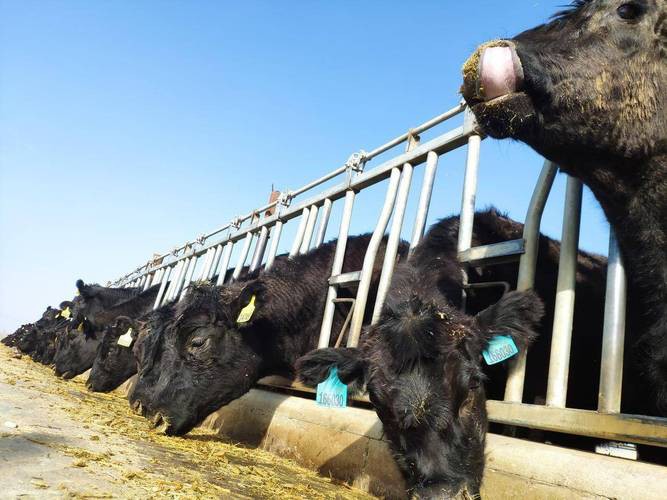 改良雜交血統(tǒng)中哪些品種最受歡迎？