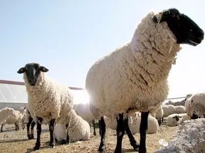 改良雜交血統(tǒng)中哪些品種最受歡迎？