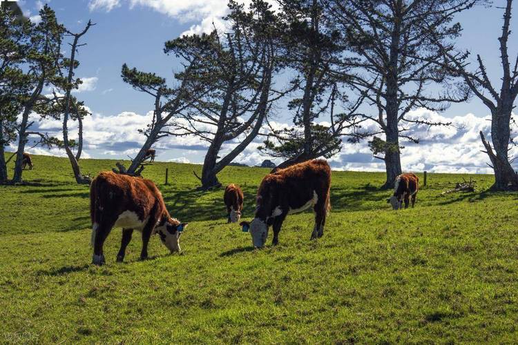 改良雜交血統(tǒng)中哪些品種最受歡迎？