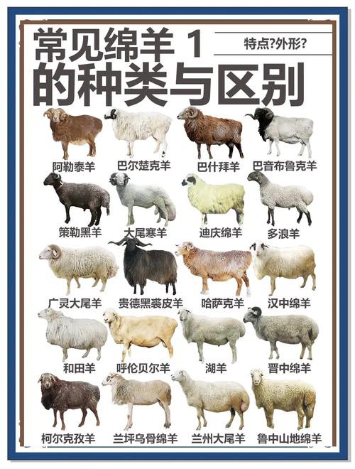 改良雜交血統(tǒng)中哪些品種最受歡迎？