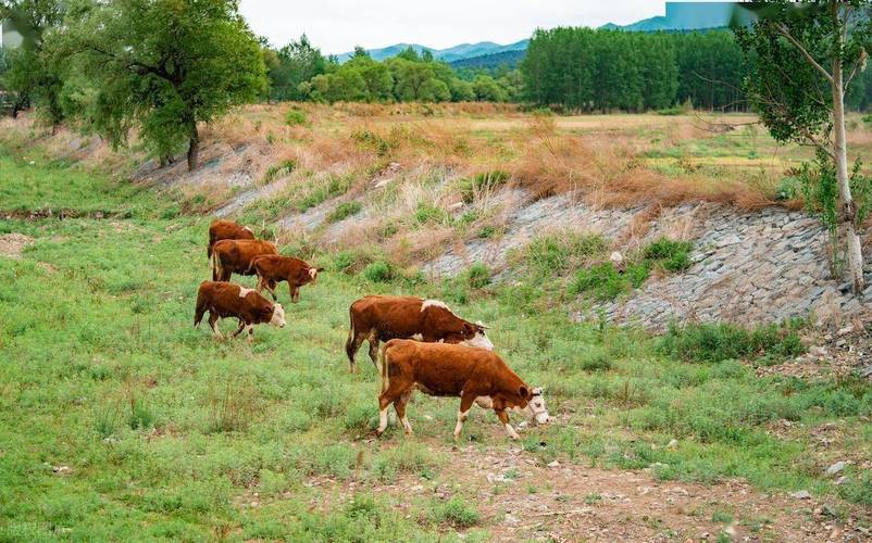 改良雜交血統(tǒng)中哪些品種最受歡迎？