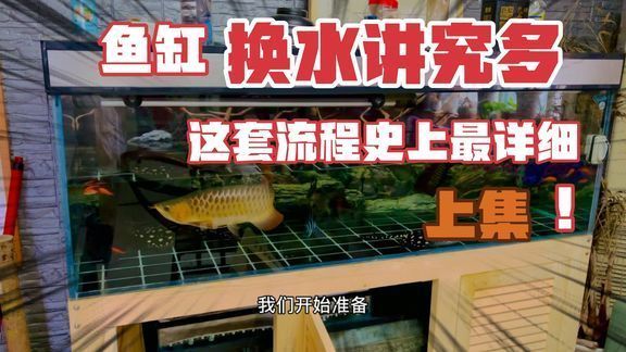 魚缸里多久換水（如何判斷魚缸水質好壞）