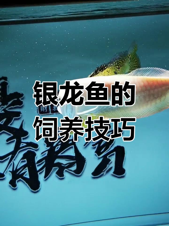 如何設置銀龍魚缸的pH值？ 如何設置銀龍魚缸的pH值？ 龍魚百科 第4張