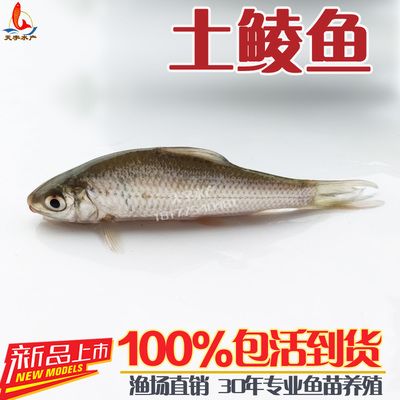 龍魚的拼音怎么寫：龍魚是什么？