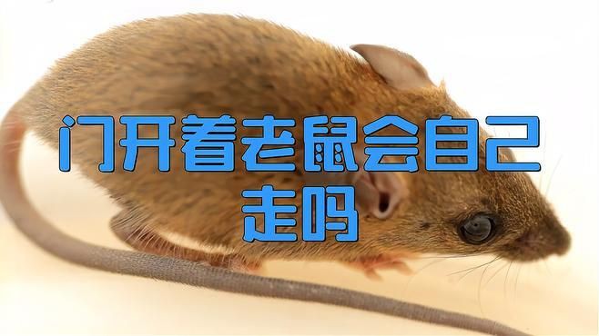 老鼠進(jìn)了家就不會(huì)出去嗎