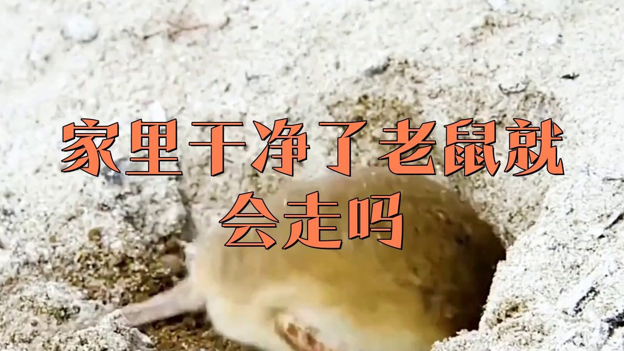 老鼠進(jìn)了家就不會(huì)出去嗎