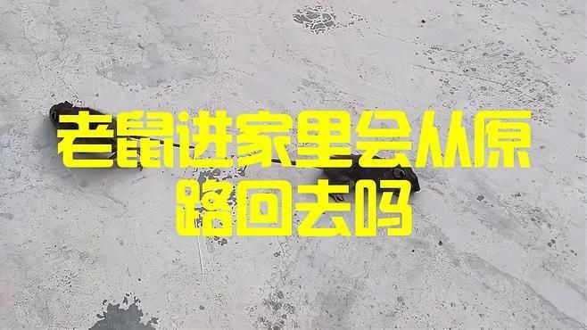 老鼠進(jìn)了家就不會出去嗎