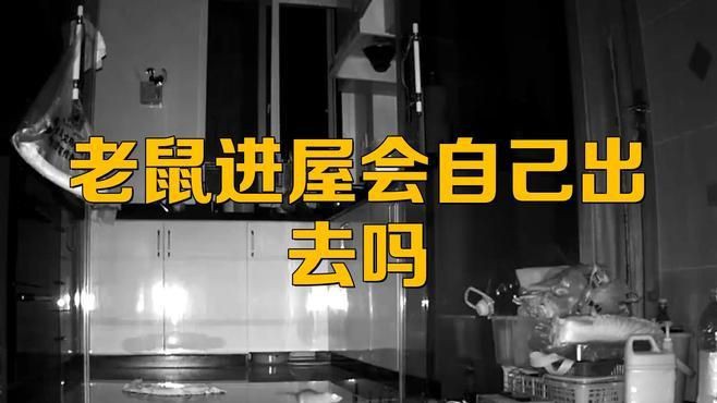 老鼠進(jìn)了家就不會出去嗎