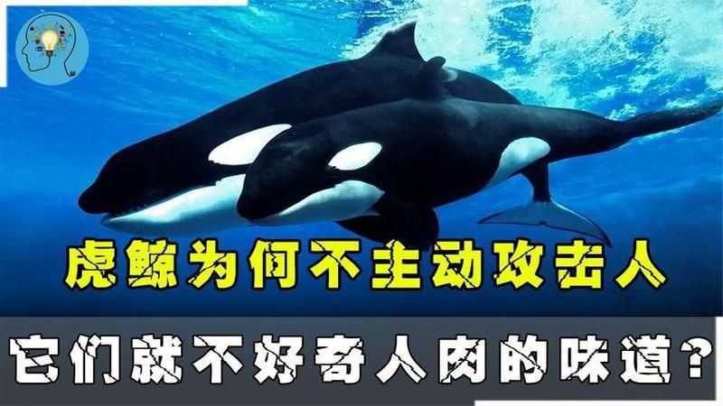 鯨魚為什么不傷害人類