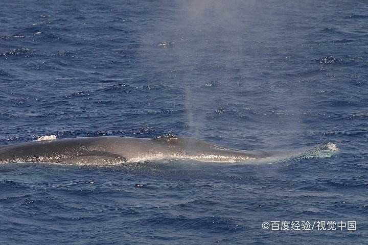 鯨魚為什么不傷害人類