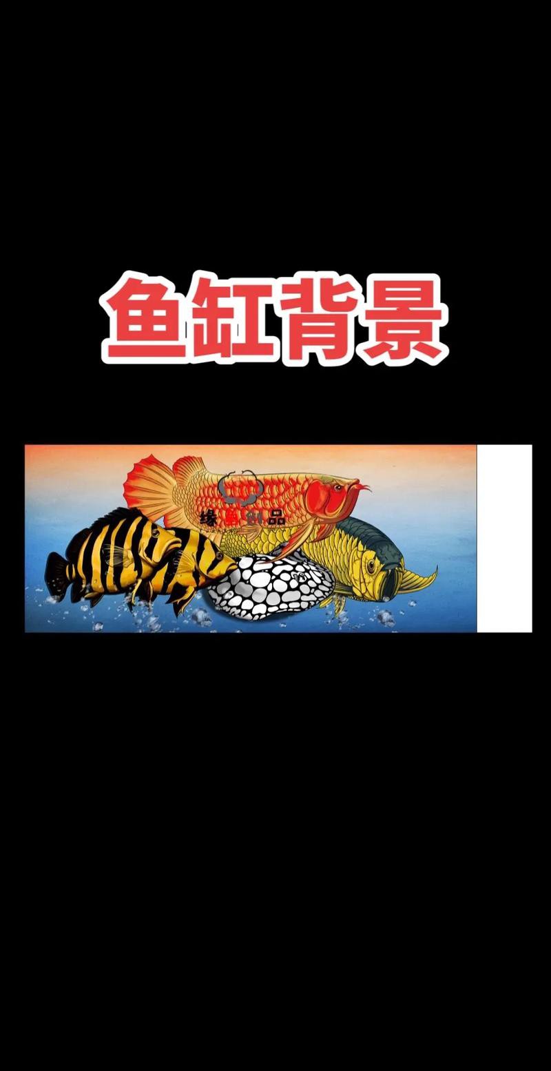 紅龍魚魚缸背景圖片大全集欣賞 紅龍魚魚缸背景圖片大全集欣賞 龍魚百科 第4張