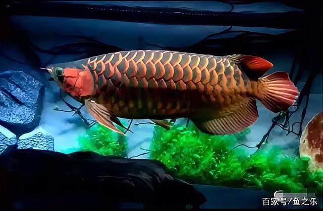 紅龍魚魚缸背景圖片大全集欣賞 紅龍魚魚缸背景圖片大全集欣賞 龍魚百科 第26張