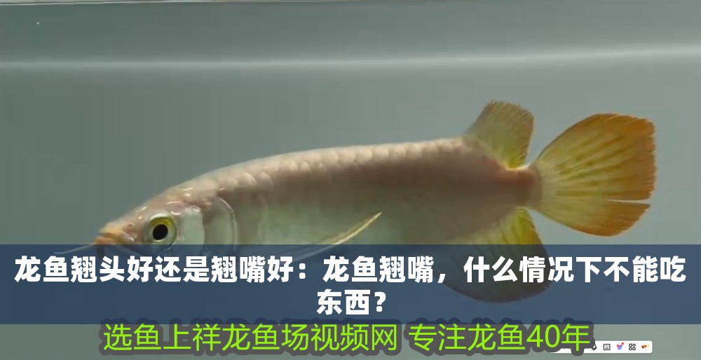 龍魚翹頭好還是翹嘴好：龍魚翹嘴，什么情況下不能吃東西？