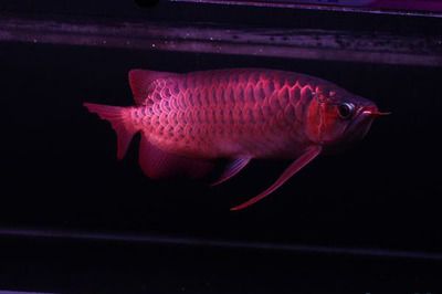 紅龍魚粗框好還是細(xì)框好（粗框紅龍魚和細(xì)框紅龍魚的區(qū)分）