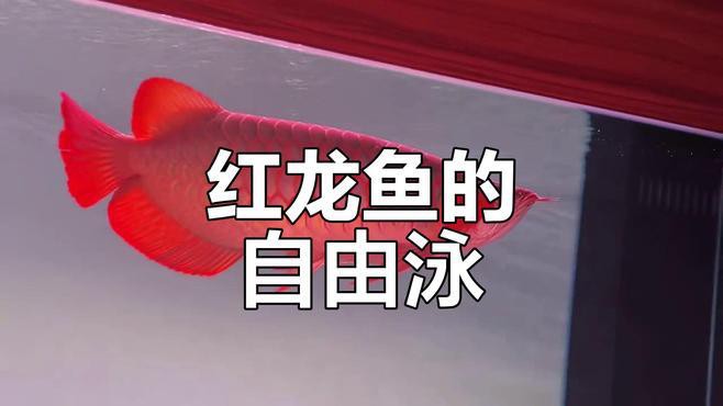 紅龍魚貴不貴怎么看圖片