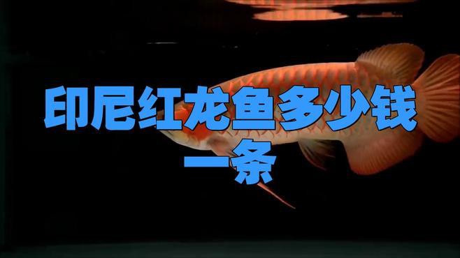 紅龍魚貴不貴怎么看圖片