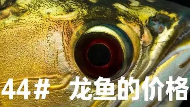 紅龍魚貴不貴怎么看圖片