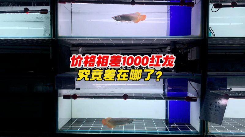 紅龍魚貴不貴怎么看圖片