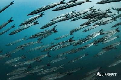 杰西卡魚適宜水溫范圍：杰西卡魚的適宜水溫范圍