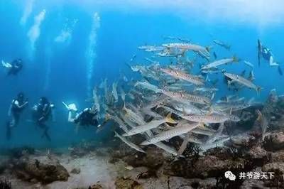 杰西卡魚適宜水溫范圍：杰西卡魚的適宜水溫范圍