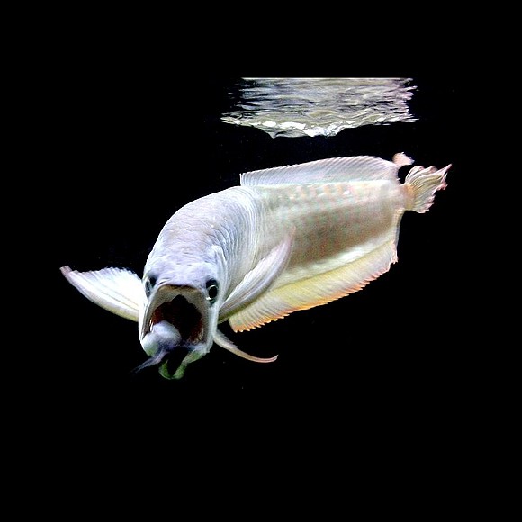 有哪些經(jīng)驗(yàn)豐富的龍魚獸醫(yī)推薦？