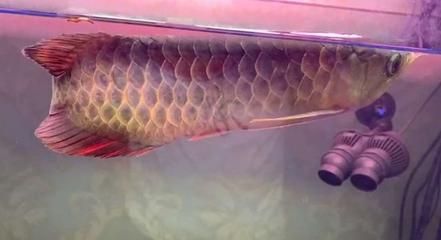 金龍魚訓食（金龍魚的飲食調整）