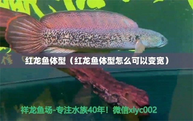 紅龍魚體型在什么時(shí)候變寬