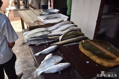 龍魚喂什么魚最好吃視頻：龍魚喂什么魚最好吃龍魚喂養視頻教程龍魚喂養視頻教程