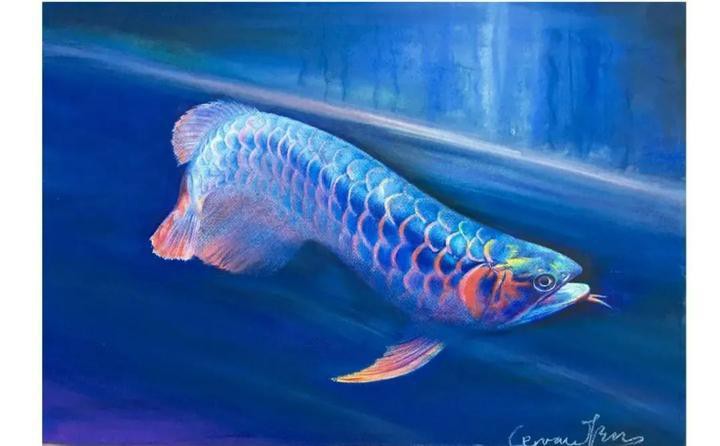 金龍魚繪畫圖片大全大圖