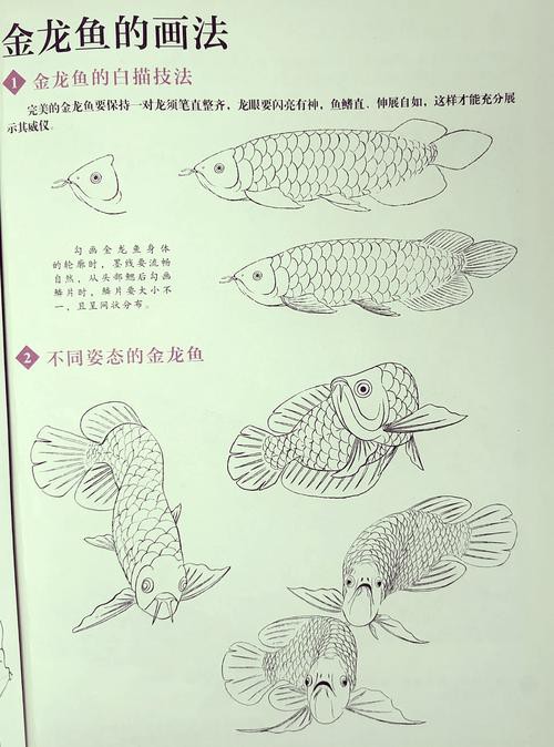 金龍魚繪畫圖片大全大圖