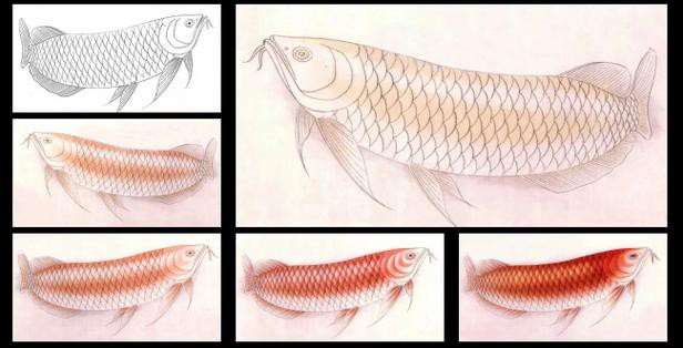 金龍魚繪畫圖片大全大圖