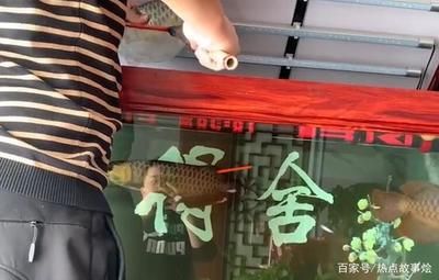 龍魚怎么驅蟲的視頻：如何為龍魚驅蟲