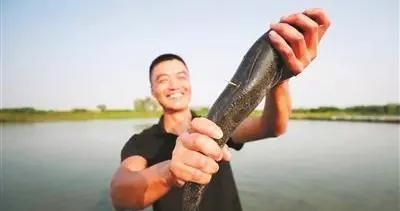 龍魚的芯片在哪里：關于龍魚芯片的詳細解釋