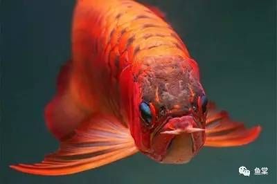 金龍魚吃什么食物會上色：金龍魚吃什么上色快