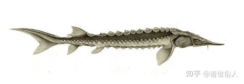 龍魚浮在水面角落不動：龍魚在水面角落不動可能是由多種因素引起的，飼養者應采取相應措施